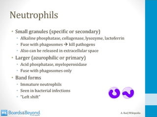 Neutrophils
• Small granules (specific or secondary)
• Alkaline phosphatase, collagenase, lysozyme, lactoferrin
• Fuse with phagosomes → kill pathogens
• Also can be released in extracellular space
• Larger (azurophilic or primary)
• Acid phosphatase, myeloperoxidase
• Fuse with phagosomes only
• Band forms
• Immature neutrophils
• Seen in bacterial infections
• “Left shift”
A. Rad/Wikipedia
 