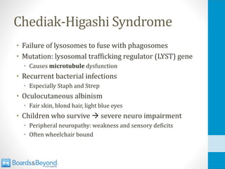 Chediak-Higashi Syndrome
• Failure of lysosomes to fuse with phagosomes
• Mutation: lysosomal trafficking regulator (LYST) gene
• Causes microtubule dysfunction
• Recurrent bacterial infections
• Especially Staph and Strep
• Oculocutaneous albinism
• Fair skin, blond hair, light blue eyes
• Children who survive → severe neuro impairment
• Peripheral neuropathy: weakness and sensory deficits
• Often wheelchair bound
 