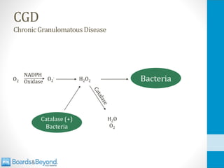 CGD
ChronicGranulomatousDisease
H2O2
O2
·
Bacteria
Catalase (+)
Bacteria
H2O
O2
NADPH
Oxidase
O2
 
