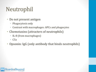 Neutrophil
• Do not present antigen
• Phagocytosis only
• Contrast with macrophages: APCs and phagocytes
• Chemotaxins (attracters of neutrophils)
• IL-8 (from macrophages)
• C5a
• Opsonin: IgG (only antibody that binds neutrophils)
 