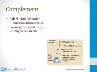 Complement
• C3b → MAC formation
• Membrane attack complex
• Forms pores in bacteria
leading to cell death
Wikipedia/Public Domain
 