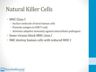 Natural Killer Cells
• MHC Class I
• Surface molecule of most human cells
• Presents antigen to CD8 T-cells
• Activates adaptive immunity against intracellular pathogens
• Some viruses block MHC class I
• NKC destroy human cells with reduced MHC I
 