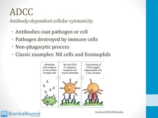 ADCC
Antibody-dependentcellularcytotoxicity
• Antibodies coat pathogen or cell
• Pathogen destroyed by immune cells
• Non-phagocytic process
• Classic examples: NK cells and Eosinophils
Satchmo2000/Wikipedia
 