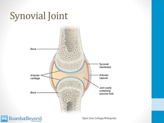 Synovial Joint
Open Stax College/Wikipedia
 