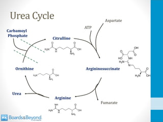 Urea Cycle
Citrulline
Argininosuccinate
Arginine
Ornithine
ATP
Aspartate
Fumarate
Urea
Carbamoyl
Phosphate
 