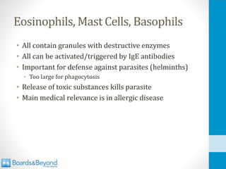 Eosinophils, Mast Cells, Basophils
• All contain granules with destructive enzymes
• All can be activated/triggered by IgE antibodies
• Important for defense against parasites (helminths)
• Too large for phagocytosis
• Release of toxic substances kills parasite
• Main medical relevance is in allergic disease
 