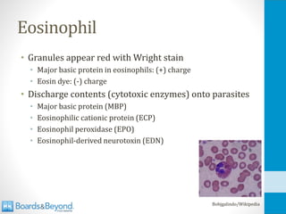 Eosinophil
• Granules appear red with Wright stain
• Major basic protein in eosinophils: (+) charge
• Eosin dye: (-) charge
• Discharge contents (cytotoxic enzymes) onto parasites
• Major basic protein (MBP)
• Eosinophilic cationic protein (ECP)
• Eosinophil peroxidase (EPO)
• Eosinophil-derived neurotoxin (EDN)
Bobjgalindo/Wikipedia
 