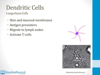 Dendritic Cells
LangerhansCells
• Skin and mucosal membranes
• Antigen presenters
• Migrate to lymph nodes
• Activate T-cells
Wikipedia/Judith Behnsen
 