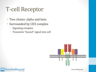 T-cell Receptor
• Two chains: alpha and beta
• Surrounded by CD3 complex
• Signaling complex
• Transmits “bound” signal into cell
Anriar/Wikipedia
 