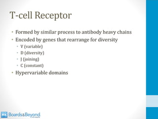T-cell Receptor
• Formed by similar process to antibody heavy chains
• Encoded by genes that rearrange for diversity
• V (variable)
• D (diversity)
• J (joining)
• C (constant)
• Hypervariable domains
 