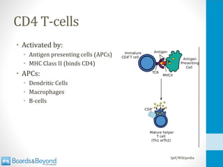 CD4 T-cells
• Activated by:
• Antigen presenting cells (APCs)
• MHC Class II (binds CD4)
• APCs:
• Dendritic Cells
• Macrophages
• B-cells
Sjef/Wikipedia
 