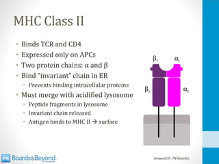 MHC Class II
• Binds TCR and CD4
• Expressed only on APCs
• Two protein chains: α and β
• Bind “invariant” chain in ER
• Prevents binding intracellular proteins
• Must merge with acidified lysosome
• Peptide fragments in lysosome
• Invariant chain released
• Antigen binds to MHC II → surface
atropos235 /Wikipedia
 