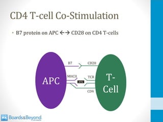 CD4 T-cell Co-Stimulation
• B7 protein on APC → CD28 on CD4 T-cells
APC T-
Cell
ATG
TCR
MHCII
B7 CD28
CD4
 