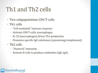 Th1 and Th2 cells
• Two subpopulations CD4 T-cells
• Th1 cells
• “Cell-mediated” immune response
• Activate CD8 T-cells, macrophages
• IL-12 (macrophages) drives Th1 production
• Promotes specific IgG subclasses (opsonizing/complement)
• Th2 cells
• “Humoral” immunity
• Activate B-cells to produce antibodies (IgE, IgA)
 