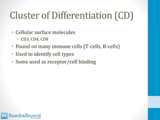 Cluster of Differentiation (CD)
• Cellular surface molecules
• CD3, CD4, CD8
• Found on many immune cells (T-cells, B-cells)
• Used to identify cell types
• Some used as receptor/cell binding
 
