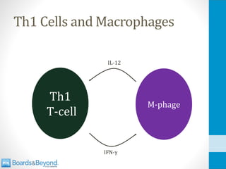 Th1 Cells and Macrophages
Th1
T-cell
M-phage
IL-12
IFN-γ
 