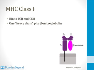 MHC Class I
• Binds TCR and CD8
• One “heavy chain” plus β-microglobulin
atropos235 /Wikipedia
 