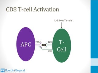CD8 T-cell Activation
APC T-
Cell
ATG
TCR
MHCI
CD8
IL-2 from Th cells
 