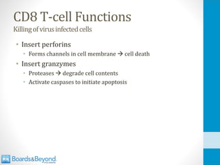 CD8 T-cell Functions
Killingofvirusinfectedcells
• Insert perforins
• Forms channels in cell membrane → cell death
• Insert granzymes
• Proteases → degrade cell contents
• Activate caspases to initiate apoptosis
 