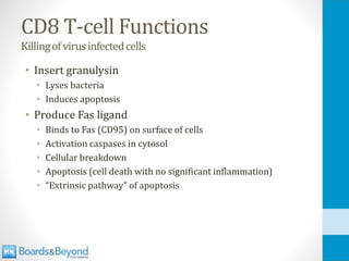 CD8 T-cell Functions
Killingofvirusinfectedcells
• Insert granulysin
• Lyses bacteria
• Induces apoptosis
• Produce Fas ligand
• Binds to Fas (CD95) on surface of cells
• Activation caspases in cytosol
• Cellular breakdown
• Apoptosis (cell death with no significant inflammation)
• “Extrinsic pathway” of apoptosis
 