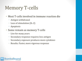 Memory T-cells
• Most T-cells involved in immune reaction die
• Antigen withdrawal
• Loss of stimulation (IL-2)
• Apoptosis
• Some remain as memory T-cells
• Live for many years
• Secondary response requires less antigen
• Secondary exposure produces more cytokines
• Results: Faster, more vigorous response
 