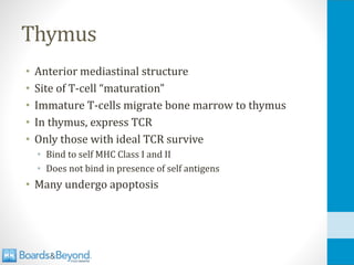 Thymus
• Anterior mediastinal structure
• Site of T-cell “maturation”
• Immature T-cells migrate bone marrow to thymus
• In thymus, express TCR
• Only those with ideal TCR survive
• Bind to self MHC Class I and II
• Does not bind in presence of self antigens
• Many undergo apoptosis
 