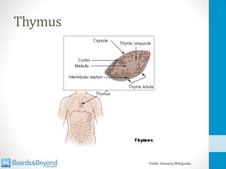 Thymus
Public Domain/Wikipedia
 