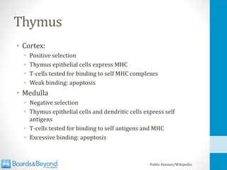 Thymus
• Cortex:
• Positive selection
• Thymus epithelial cells express MHC
• T-cells tested for binding to self MHC complexes
• Weak binding: apoptosis
• Medulla
• Negative selection
• Thymus epithelial cells and dendritic cells express self
antigens
• T-cells tested for binding to self antigens and MHC
• Excessive binding: apoptosis
Public Domain/Wikipedia
 