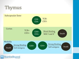 Thymus
Subcapsular Zone
Cortex
Medulla
CD8-
CD4-
CD8+
CD4+
CD8+ CD4+
Weak Binding
MHC I and II Death
Strong Binding
Self-antigens Death
Strong Binding
Self Antigens
Death
TCR-
CD3-
TCR+
CD3+
 