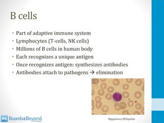 B cells
• Part of adaptive immune system
• Lymphocytes (T-cells, NK cells)
• Millions of B cells in human body
• Each recognizes a unique antigen
• Once recognizes antigen: synthesizes antibodies
• Antibodies attach to pathogens → elimination
Mgiganteus/Wikipedia
 