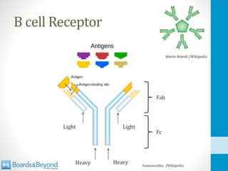 B cell Receptor
Fvasconcellos /Wikipedia
Heavy
Heavy
Light Light
Fab
Fc
Martin Brändli /Wikipedia
 