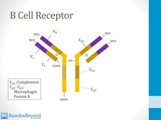 B Cell Receptor
NH3
NH3
NH3
NH3
COOH
SS
VH
VL
CL
CH1
CH2
CH3
CH2 :Complement
CH2- CH3:
Macrophages
Protein A
COOH
 