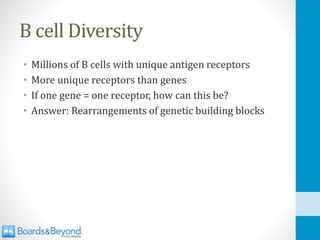 B cell Diversity
• Millions of B cells with unique antigen receptors
• More unique receptors than genes
• If one gene = one receptor, how can this be?
• Answer: Rearrangements of genetic building blocks
 