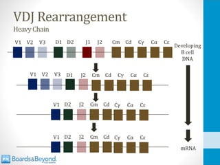 VDJ Rearrangement
HeavyChain
 