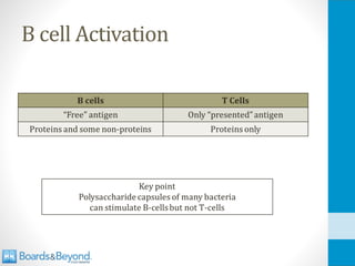 B cell Activation
 