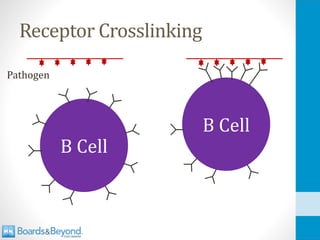Receptor Crosslinking
B Cell
Pathogen
B Cell
 