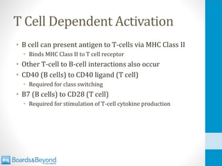 T Cell Dependent Activation
• B cell can present antigen to T-cells via MHC Class II
• Binds MHC Class II to T cell receptor
• Other T-cell to B-cell interactions also occur
• CD40 (B cells) to CD40 ligand (T cell)
• Required for class switching
• B7 (B cells) to CD28 (T cell)
• Required for stimulation of T-cell cytokine production
 
