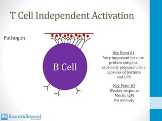 T Cell Independent Activation
Pathogen
B Cell
Key Point #1
Very important for non-
protein antigens,
especially polysaccharide
capsules of bacteria
and LPS
Key Point #2
Weaker response
Mostly IgM
No memory
 