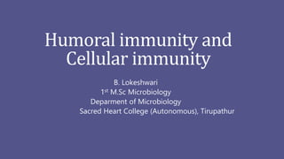 Humoral immunity and
Cellular immunity
B. Lokeshwari
1st M.Sc Microbiology
Deparment of Microbiology
Sacred Heart College (Autonomous), Tirupathur
 