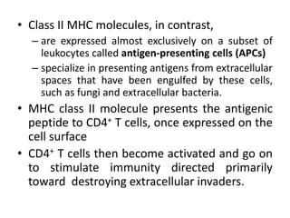 Immunology MHC.pptx