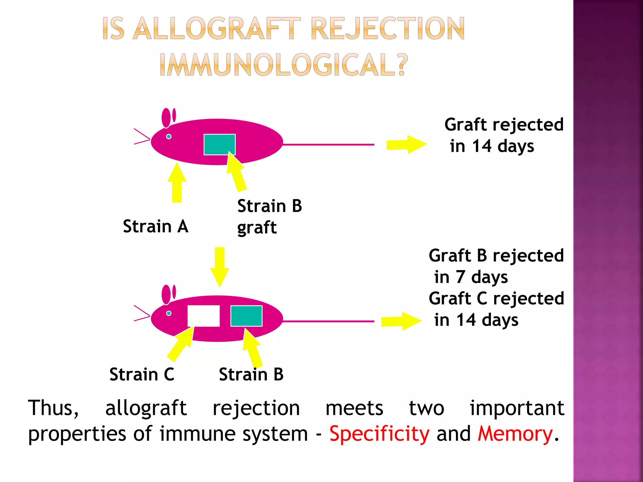 Strain A
Strain B
graft
Graft rejected
in 14 days
Strain C
Graft B rejected
in 7 days
Graft C rejected
in 14 days
Thus, allograft rejection meets two important
properties of immune system - Specificity and Memory.
Strain A
Strain B
graft
Strain C Strain B
 