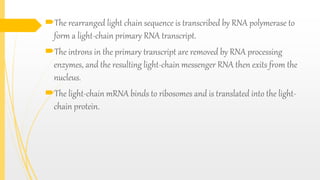 The rearranged light chain sequence is transcribed by RNA polymerase to
form a light-chain primary RNA transcript.
The introns in the primary transcript are removed by RNA processing
enzymes, and the resulting light-chain messenger RNA then exits from the
nucleus.
The light-chain mRNA binds to ribosomes and is translated into the light-
chain protein.
 