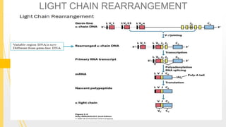 LIGHT CHAIN REARRANGEMENT
 