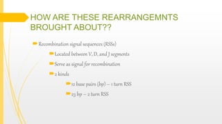 HOW ARE THESE REARRANGEMNTS
BROUGHT ABOUT??
Recombination signal sequences (RSSs)
Located between V, D, and J segments
Serve as signal for recombination
2 kinds
12 base pairs (bp) – 1 turn RSS
23 bp – 2 turn RSS
 