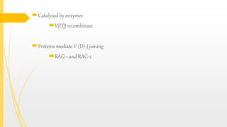 Catalyzed by enzymes
V(D)J recombinase
Proteins mediate V-(D)-J joining
RAG-1 and RAG-2
 