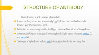 Basic structure is a ‘Y’ -Shaped tetrapeptide;
A basic antibody exists as a monomer(IgD,IgG,IgE;) secreted antibodies can be
dimeric (IgA) or pentameric (IgM).
Antibodies are made up of two identical light chains and two identical heavy chains.
In mammals there are two types of immunoglobulin light chain, which are lambda (λ)
and kappa(к)
Other type of light chains include iota( і)chain, found in sharks and body fish.
STRUCTURE OF ANTIBODY
 