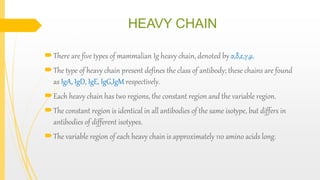 HEAVY CHAIN
There are five types of mammalian Ig heavy chain, denoted by α,δ,ε,γ,μ.
The type of heavy chain present defines the class of antibody; these chains are found
as IgA, IgD, IgE, IgG,IgM respectively.
Each heavy chain has two regions, the constant region and the variable region.
The constant region is identical in all antibodies of the same isotype, but differs in
antibodies of different isotypes.
The variable region of each heavy chain is approximately 110 amino acids long.
 