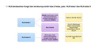  HLA berdasarkan fungsi dan strukturnya terdiri atas 2 kelas, yaitu HLA kelas I dan HLA kelas II
HLA Kelas I
Klasik (berfungsi untuk
mempresentasikan
antigen kepada sel T
sitotoksik (CD8+)
HLA-A, HLA-B, HLA-C
Non Klasik
HLA-G (Berfungsi
dalam menentukan
keberhasilan
kehamilan), HLA-E,
HLA-F
HLA kelas II
Berfungsi untuk
mempresentasikan
antigen kepada sel
limfosit Thelper (CD4+)
HLA-DP, HLA-DQ,HLA-
DR
 
