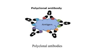 Monoclonal And Polyclonal Antibodies | PPTX