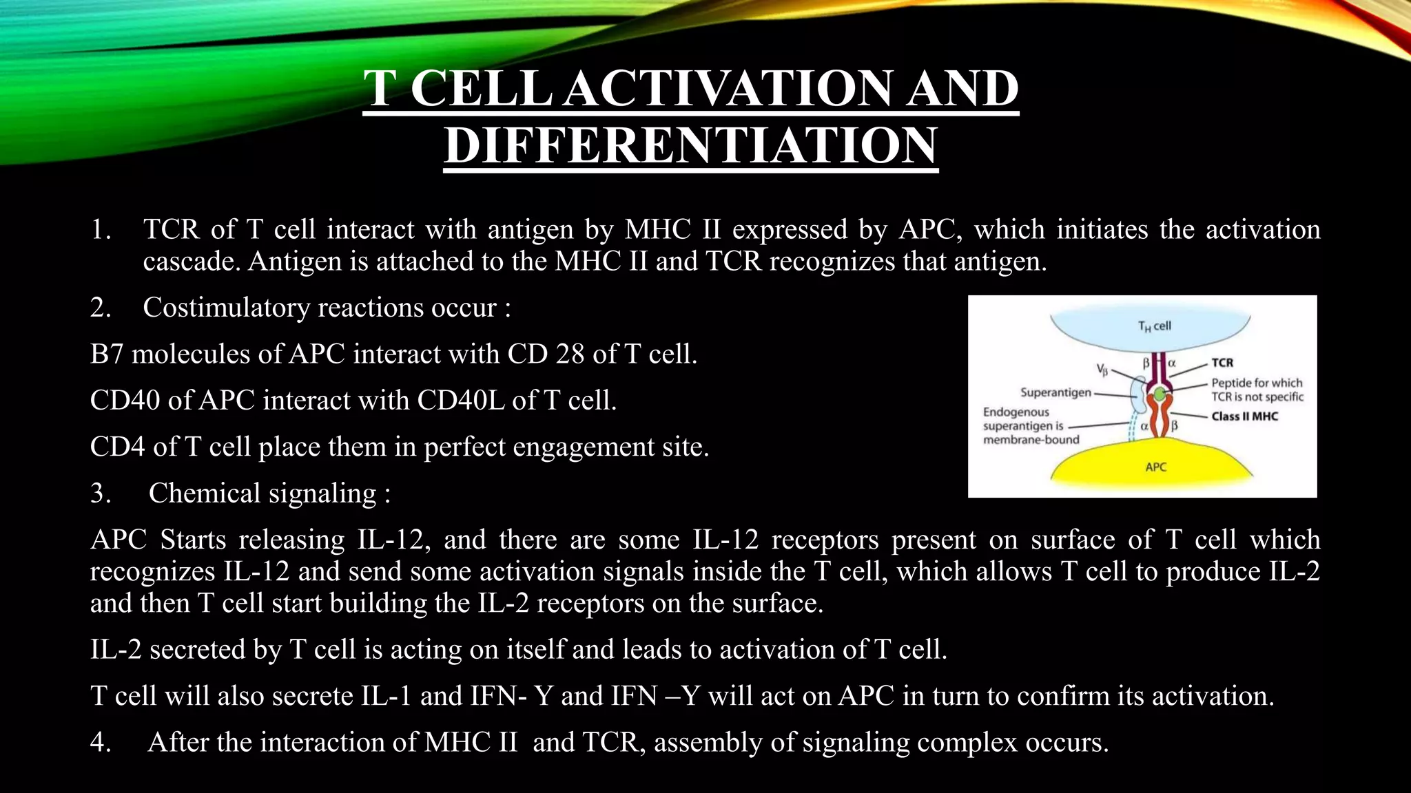 Activation of T and B Cells | PPTX